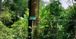 ขายที่ดิน 103 ไร่ บ่อพลอย ตราด ราคาถูกมาก! เหมาะทำเกษตร รีสอร์ต โฉนดพร้อมโอน