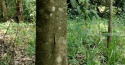 ขายที่ดิน 103 ไร่ บ่อพลอย ตราด ราคาถูกมาก! เหมาะทำเกษตร รีสอร์ต โฉนดพร้อมโอน