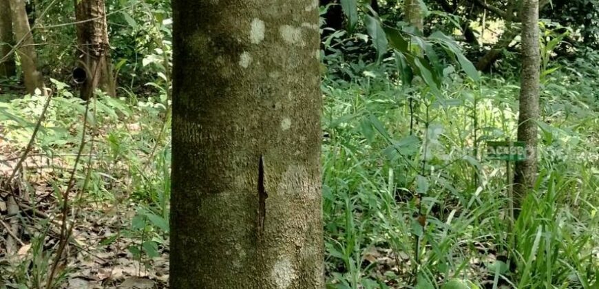 ขายที่ดิน 103 ไร่ บ่อพลอย ตราด ราคาถูกมาก! เหมาะทำเกษตร รีสอร์ต โฉนดพร้อมโอน