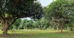 ขายบ้านสวนเขาใหญ่ พร้อมสวนผลไม้ ไม้เศรษฐกิจ ที่ดิน 19ไร่ เขาวง หนองน้ำแดง ปากช่อง นครราชสีมา วิวเขาสวยมาก ติดถนนลาดยาง 7165 ใกล้มิตรภาพ ทำเลดีมากเดินทางสะดวก มี ภบท.ท้ายที่อีก 9ไร่ รวม 27ไร่ คุ้มมากแปลงนี้ 087-9074045