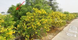 ที่ดินนครชัยศรี จ.นครปฐม