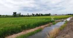 ขายที่ดินนนทบุรี ไทรน้อย บางบัวทอง-ถมแล้ว เส้นบ้านกล้วย-ไทรน้อย ซอยสามัคคีธรรม2 โทร 095-4681414