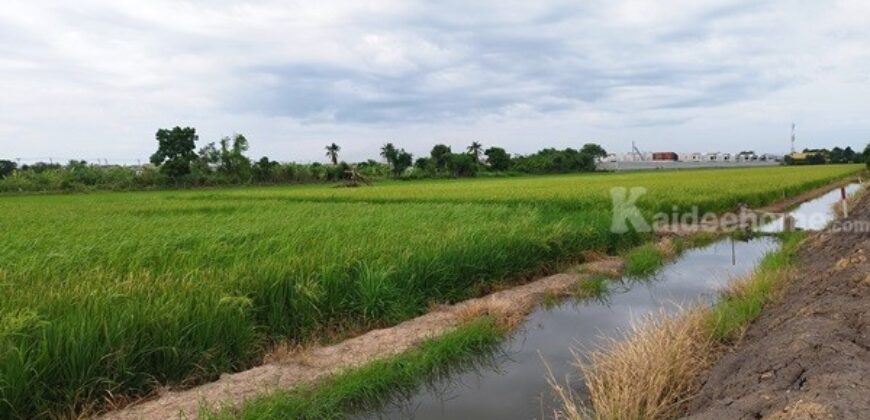 ขายที่ดินนนทบุรี ไทรน้อย บางบัวทอง-ถมแล้ว เส้นบ้านกล้วย-ไทรน้อย ซอยสามัคคีธรรม2 โทร 095-4681414