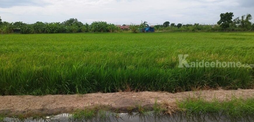 ขายที่ดินนนทบุรี ไทรน้อย บางบัวทอง-ถมแล้ว เส้นบ้านกล้วย-ไทรน้อย ซอยสามัคคีธรรม2 โทร 095-4681414