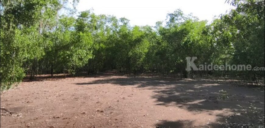 ขายที่ดิน ม.คันทรี่การ์เด้นคลองสาม คลองหลวง ปทุมธานี เหมาะทำบ้านสวนเกษตร ใกล้กรุงเทพ