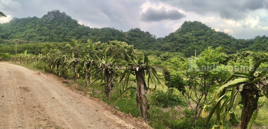 ขายที่สวนผลไม้คลองม่วง ปากช่อง นครราชสีมา ที่สวนมะม่วง ทุเรียน 29 ไร่ ขายถูกไร่ละ 1.7 ล้าน แปลงสวย วิวเขาสวยมาก ใกล้ภูเขา วัดถ้ำสันติธรรม โฉนดครุฑแดง มีผลไม้หลายอย่าง เก็บผลผลิตตัดขายทุกปี 087-9074045