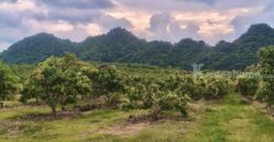 ขายที่สวนผลไม้คลองม่วง ปากช่อง นครราชสีมา ที่สวนมะม่วง ทุเรียน 29 ไร่ ขายถูกไร่ละ 1.7 ล้าน แปลงสวย วิวเขาสวยมาก ใกล้ภูเขา วัดถ้ำสันติธรรม โฉนดครุฑแดง มีผลไม้หลายอย่าง เก็บผลผลิตตัดขายทุกปี 087-9074045