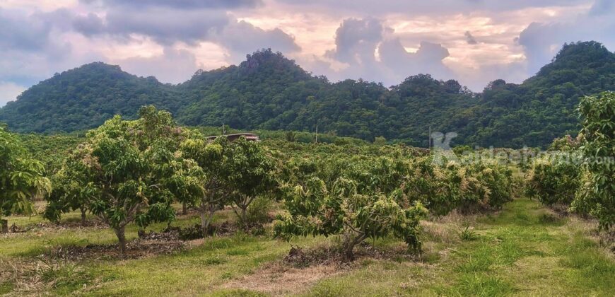 ขายที่สวนผลไม้คลองม่วง ปากช่อง นครราชสีมา ที่สวนมะม่วง ทุเรียน 29 ไร่ ขายถูกไร่ละ 1.7 ล้าน แปลงสวย วิวเขาสวยมาก ใกล้ภูเขา วัดถ้ำสันติธรรม โฉนดครุฑแดง มีผลไม้หลายอย่าง เก็บผลผลิตตัดขายทุกปี 087-9074045