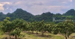 ขายที่สวนผลไม้คลองม่วง ปากช่อง นครราชสีมา ที่สวนมะม่วง ทุเรียน 29 ไร่ ขายถูกไร่ละ 1.7 ล้าน แปลงสวย วิวเขาสวยมาก ใกล้ภูเขา วัดถ้ำสันติธรรม โฉนดครุฑแดง มีผลไม้หลายอย่าง เก็บผลผลิตตัดขายทุกปี 087-9074045