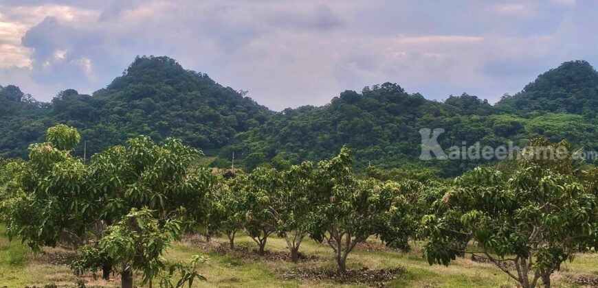 ขายที่สวนผลไม้คลองม่วง ปากช่อง นครราชสีมา ที่สวนมะม่วง ทุเรียน 29 ไร่ ขายถูกไร่ละ 1.7 ล้าน แปลงสวย วิวเขาสวยมาก ใกล้ภูเขา วัดถ้ำสันติธรรม โฉนดครุฑแดง มีผลไม้หลายอย่าง เก็บผลผลิตตัดขายทุกปี 087-9074045