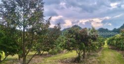 ขายที่สวนผลไม้คลองม่วง ปากช่อง นครราชสีมา ที่สวนมะม่วง ทุเรียน 29 ไร่ ขายถูกไร่ละ 1.7 ล้าน แปลงสวย วิวเขาสวยมาก ใกล้ภูเขา วัดถ้ำสันติธรรม โฉนดครุฑแดง มีผลไม้หลายอย่าง เก็บผลผลิตตัดขายทุกปี 087-9074045