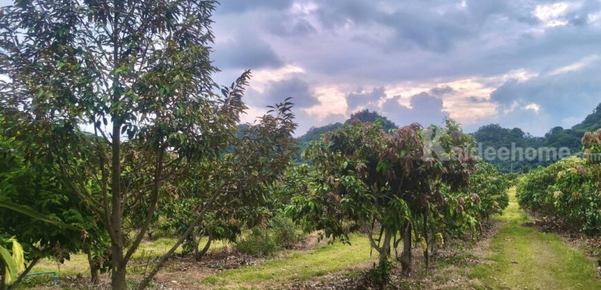 ขายที่สวนผลไม้คลองม่วง ปากช่อง นครราชสีมา ที่สวนมะม่วง ทุเรียน 29 ไร่ ขายถูกไร่ละ 1.7 ล้าน แปลงสวย วิวเขาสวยมาก ใกล้ภูเขา วัดถ้ำสันติธรรม โฉนดครุฑแดง มีผลไม้หลายอย่าง เก็บผลผลิตตัดขายทุกปี 087-9074045