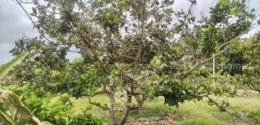 ขายที่สวนผลไม้คลองม่วง ปากช่อง นครราชสีมา ที่สวนมะม่วง ทุเรียน 29 ไร่ ขายถูกไร่ละ 1.7 ล้าน แปลงสวย วิวเขาสวยมาก ใกล้ภูเขา วัดถ้ำสันติธรรม โฉนดครุฑแดง มีผลไม้หลายอย่าง เก็บผลผลิตตัดขายทุกปี 087-9074045