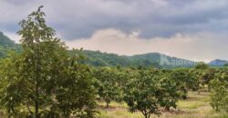 ขายที่สวนผลไม้คลองม่วง ปากช่อง นครราชสีมา ที่สวนมะม่วง ทุเรียน 29 ไร่ ขายถูกไร่ละ 1.7 ล้าน แปลงสวย วิวเขาสวยมาก ใกล้ภูเขา วัดถ้ำสันติธรรม โฉนดครุฑแดง มีผลไม้หลายอย่าง เก็บผลผลิตตัดขายทุกปี 087-9074045