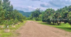 ขายที่สวนทุเรียน เขาใหญ่ ปากช่อง บ้านสวนผลไม้ คลองม่วง นครราชสีมา ที่ดิน 11 ไร่ พร้อมบ้านไม้เรือนไทย ใกล้ภูเขา วิวเขาล้อมรอบสวยมาก ที่สูง อากาศดี ดินดีอุดมสมบูรณ์มาก 087-9074045