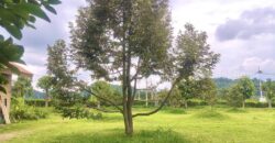 ขายที่สวนทุเรียน เขาใหญ่ ปากช่อง บ้านสวนผลไม้ คลองม่วง นครราชสีมา ที่ดิน 11 ไร่ พร้อมบ้านไม้เรือนไทย ใกล้ภูเขา วิวเขาล้อมรอบสวยมาก ที่สูง อากาศดี ดินดีอุดมสมบูรณ์มาก 087-9074045