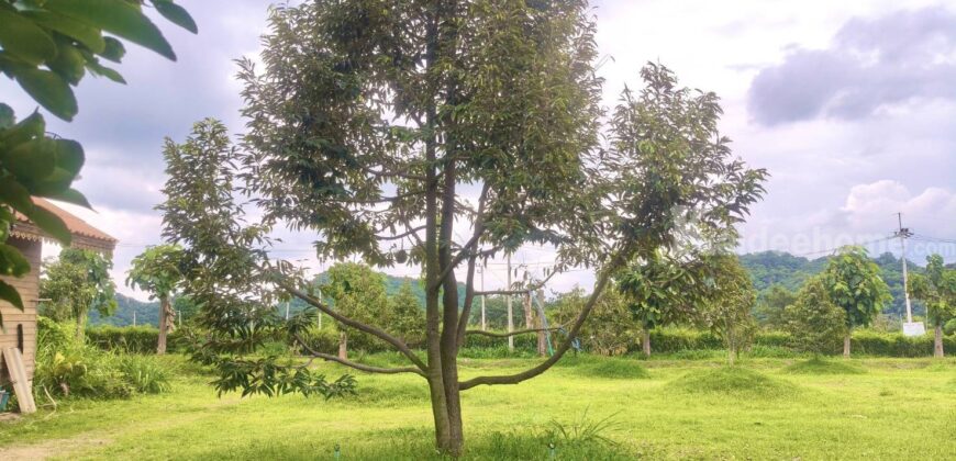 ขายที่สวนทุเรียน เขาใหญ่ ปากช่อง บ้านสวนผลไม้ คลองม่วง นครราชสีมา ที่ดิน 11 ไร่ พร้อมบ้านไม้เรือนไทย ใกล้ภูเขา วิวเขาล้อมรอบสวยมาก ที่สูง อากาศดี ดินดีอุดมสมบูรณ์มาก 087-9074045