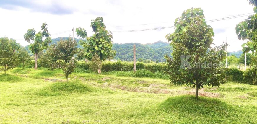 ขายที่สวนทุเรียน เขาใหญ่ ปากช่อง บ้านสวนผลไม้ คลองม่วง นครราชสีมา ที่ดิน 11 ไร่ พร้อมบ้านไม้เรือนไทย ใกล้ภูเขา วิวเขาล้อมรอบสวยมาก ที่สูง อากาศดี ดินดีอุดมสมบูรณ์มาก 087-9074045