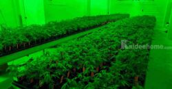 ให้เช่าโกดังพร้อมอุปกรณ์สำหรับปลูกกัญชา- ขนาด 252 ตร.ม. ย่านหลักหก ปทุมธานี