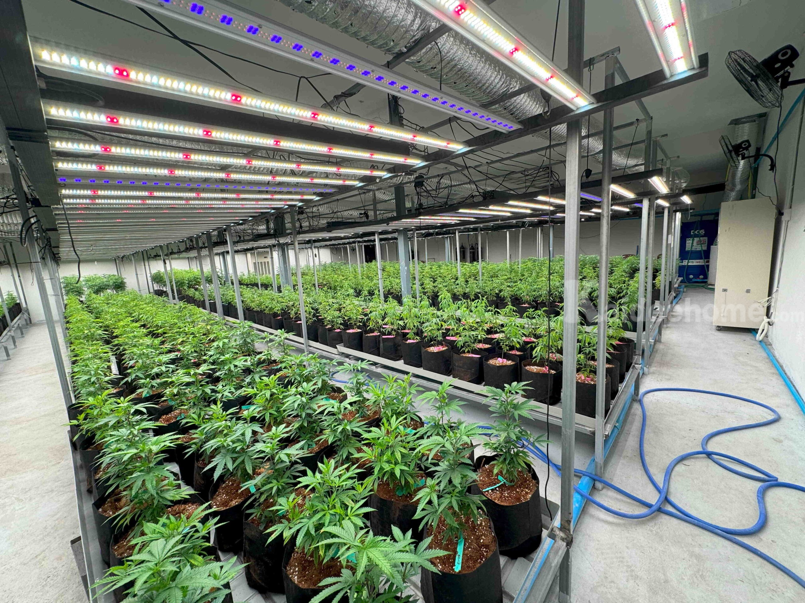 ให้เช่าโกดังพร้อมอุปกรณ์สำหรับปลูกกัญชา – ขนาด 280 ตร.ม. ย่านหลักหก ปทุมธานี