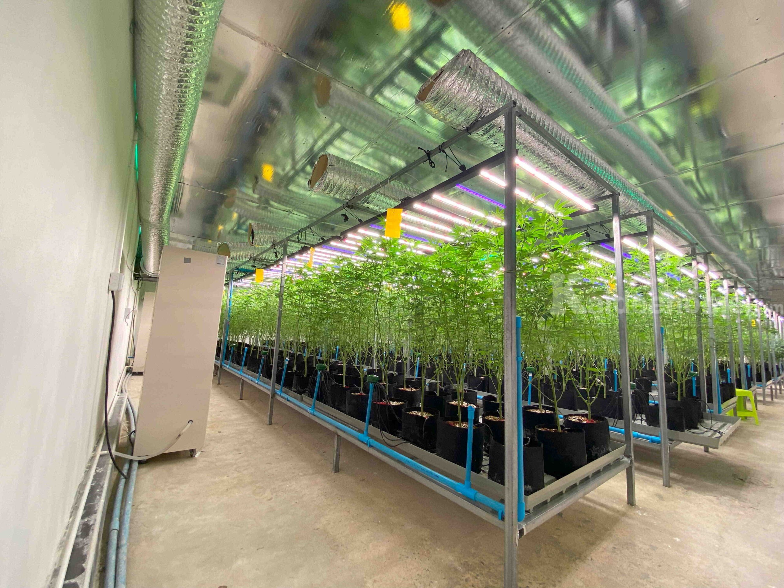 ให้เช่าโกดังพร้อมอุปกรณ์สำหรับปลูกกัญชา – ขนาด 280 ตร.ม. ย่านหลักหก ปทุมธานี