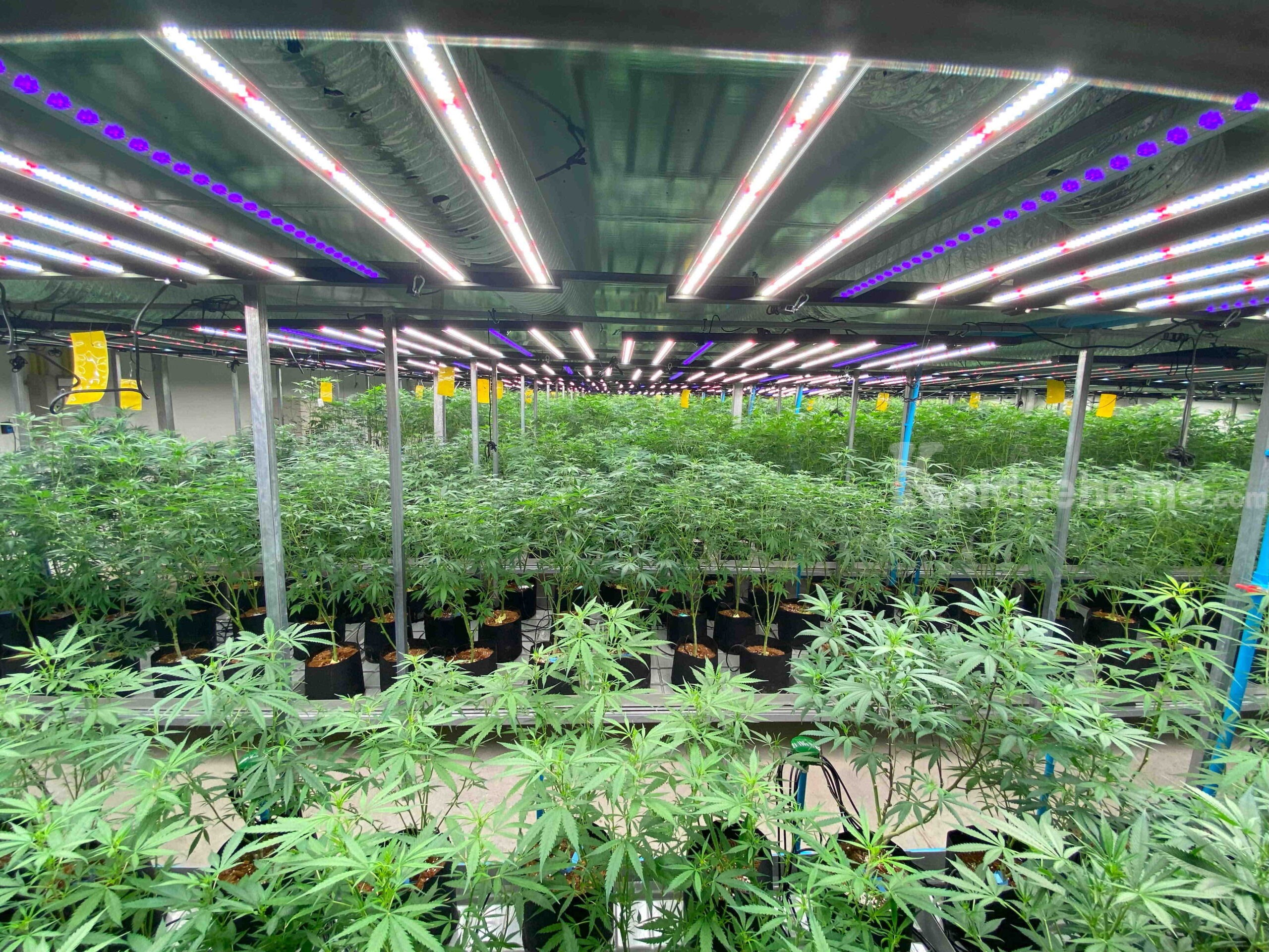 ให้เช่าโกดังพร้อมอุปกรณ์สำหรับปลูกกัญชา – ขนาด 280 ตร.ม. ย่านหลักหก ปทุมธานี