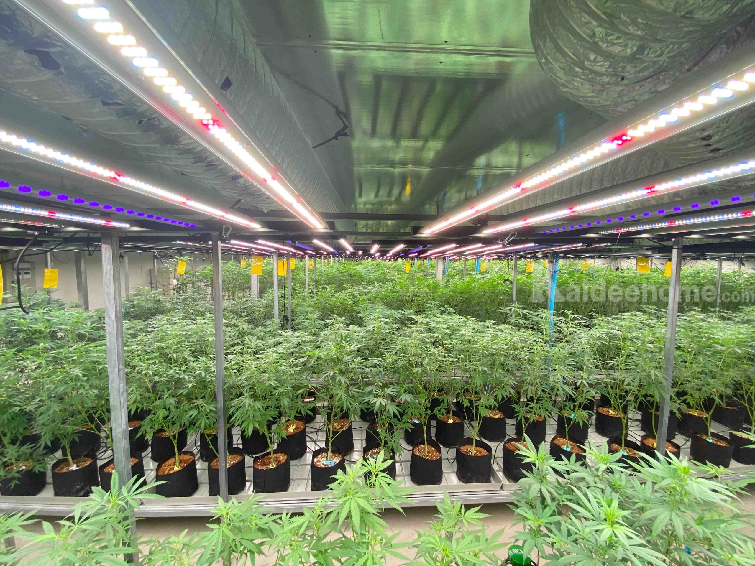 ให้เช่าโกดังพร้อมอุปกรณ์สำหรับปลูกกัญชา – ขนาด 280 ตร.ม. ย่านหลักหก ปทุมธานี
