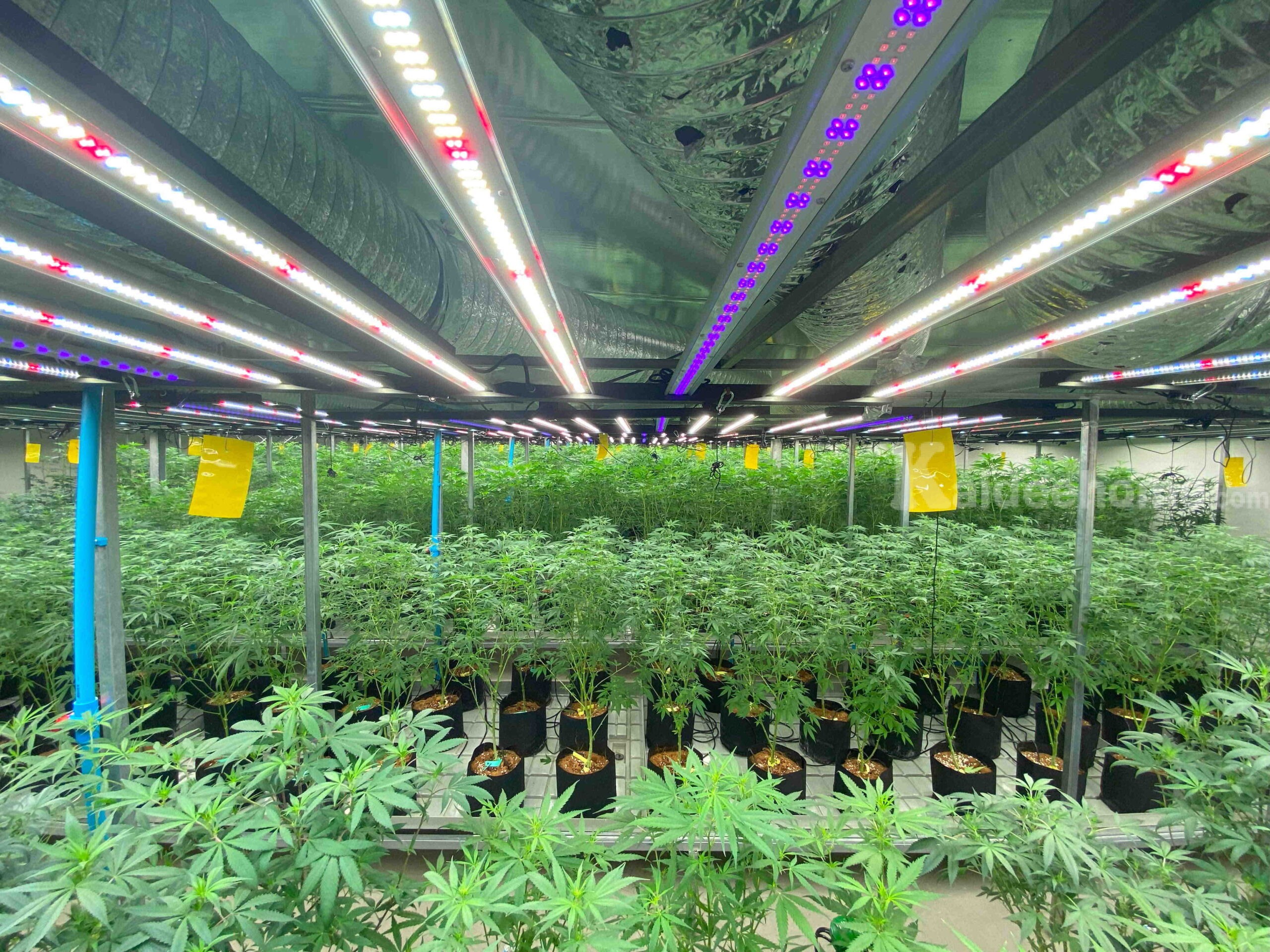 ให้เช่าโกดังพร้อมอุปกรณ์สำหรับปลูกกัญชา – ขนาด 280 ตร.ม. ย่านหลักหก ปทุมธานี