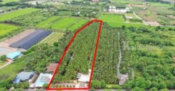 พื้นที่สวนมะพร้าว วิไลลักษณ์ ขายที่ดินพร้อมสวนมะพร้าว บางใหญ่ นนทบุรี เนื้อที่ 7 ไร่ 2 งาน 11 ตรว. โทร 088-2559999 เจ้าของขายเอง