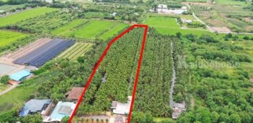 พื้นที่สวนมะพร้าว วิไลลักษณ์ ขายที่ดินพร้อมสวนมะพร้าว บางใหญ่ นนทบุรี เนื้อที่ 7 ไร่ 2 งาน 11 ตรว. โทร 088-2559999 เจ้าของขายเอง