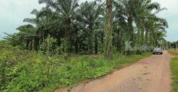 ขายที่ดิน 7 ไร่ ผังเมืองสีชมพู เมืองชุมพร ใกล้ถนนเพชรเกษม ทำเลทองพัฒนาได้ทันที