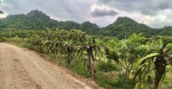 ขายที่สวนผลไม้คลองม่วง ปากช่อง นครราชสีมา ที่สวนมะม่วง ทุเรียน 29 ไร่ ขายถูกไร่ละ 1.7 ล้าน แปลงสวย วิวเขาสวยมาก ใกล้ภูเขา วัดถ้ำสันติธรรม โฉนดครุฑแดง มีผลไม้หลายอย่าง เก็บผลผลิตตัดขายทุกปี 087-9074045