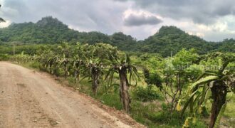 ขายที่สวนผลไม้คลองม่วง ปากช่อง นครราชสีมา ที่สวนมะม่วง ทุเรียน 29 ไร่ ขายถูกไร่ละ 1.7 ล้าน แปลงสวย วิวเขาสวยมาก ใกล้ภูเขา วัดถ้ำสันติธรรม โฉนดครุฑแดง มีผลไม้หลายอย่าง เก็บผลผลิตตัดขายทุกปี 087-9074045