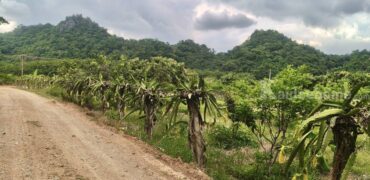 ขายที่สวนผลไม้คลองม่วง ปากช่อง นครราชสีมา ที่สวนมะม่วง ทุเรียน 29 ไร่ ขายถูกไร่ละ 1.7 ล้าน แปลงสวย วิวเขาสวยมาก ใกล้ภูเขา วัดถ้ำสันติธรรม โฉนดครุฑแดง มีผลไม้หลายอย่าง เก็บผลผลิตตัดขายทุกปี 087-9074045