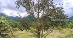 ขายที่สวนผลไม้คลองม่วง ปากช่อง นครราชสีมา ที่สวนมะม่วง ทุเรียน 29 ไร่ ขายถูกไร่ละ 1.7 ล้าน แปลงสวย วิวเขาสวยมาก ใกล้ภูเขา วัดถ้ำสันติธรรม โฉนดครุฑแดง มีผลไม้หลายอย่าง เก็บผลผลิตตัดขายทุกปี 087-9074045