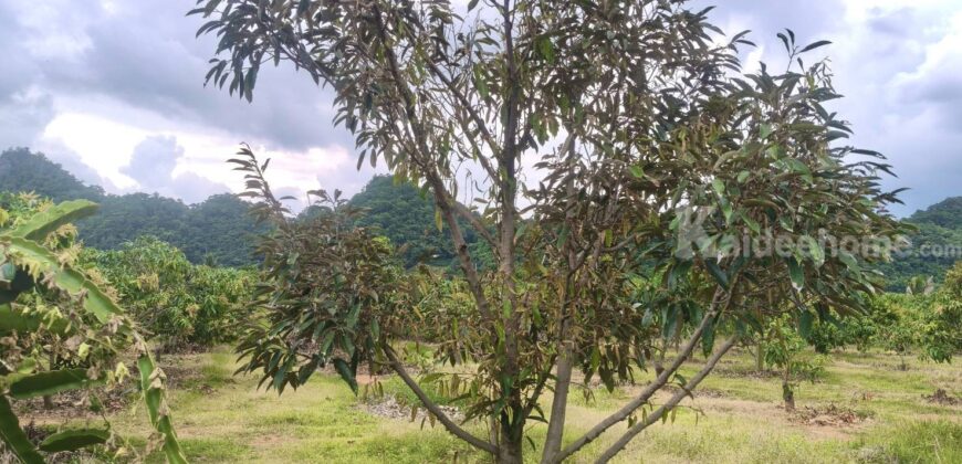 ขายที่สวนผลไม้คลองม่วง ปากช่อง นครราชสีมา ที่สวนมะม่วง ทุเรียน 29 ไร่ ขายถูกไร่ละ 1.7 ล้าน แปลงสวย วิวเขาสวยมาก ใกล้ภูเขา วัดถ้ำสันติธรรม โฉนดครุฑแดง มีผลไม้หลายอย่าง เก็บผลผลิตตัดขายทุกปี 087-9074045