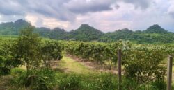 ขายที่สวนผลไม้คลองม่วง ปากช่อง นครราชสีมา ที่สวนมะม่วง ทุเรียน 29 ไร่ ขายถูกไร่ละ 1.7 ล้าน แปลงสวย วิวเขาสวยมาก ใกล้ภูเขา วัดถ้ำสันติธรรม โฉนดครุฑแดง มีผลไม้หลายอย่าง เก็บผลผลิตตัดขายทุกปี 087-9074045