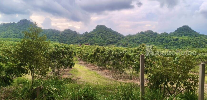 ขายที่สวนผลไม้คลองม่วง ปากช่อง นครราชสีมา ที่สวนมะม่วง ทุเรียน 29 ไร่ ขายถูกไร่ละ 1.7 ล้าน แปลงสวย วิวเขาสวยมาก ใกล้ภูเขา วัดถ้ำสันติธรรม โฉนดครุฑแดง มีผลไม้หลายอย่าง เก็บผลผลิตตัดขายทุกปี 087-9074045