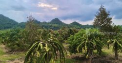 ขายที่สวนผลไม้คลองม่วง ปากช่อง นครราชสีมา ที่สวนมะม่วง ทุเรียน 29 ไร่ ขายถูกไร่ละ 1.7 ล้าน แปลงสวย วิวเขาสวยมาก ใกล้ภูเขา วัดถ้ำสันติธรรม โฉนดครุฑแดง มีผลไม้หลายอย่าง เก็บผลผลิตตัดขายทุกปี 087-9074045