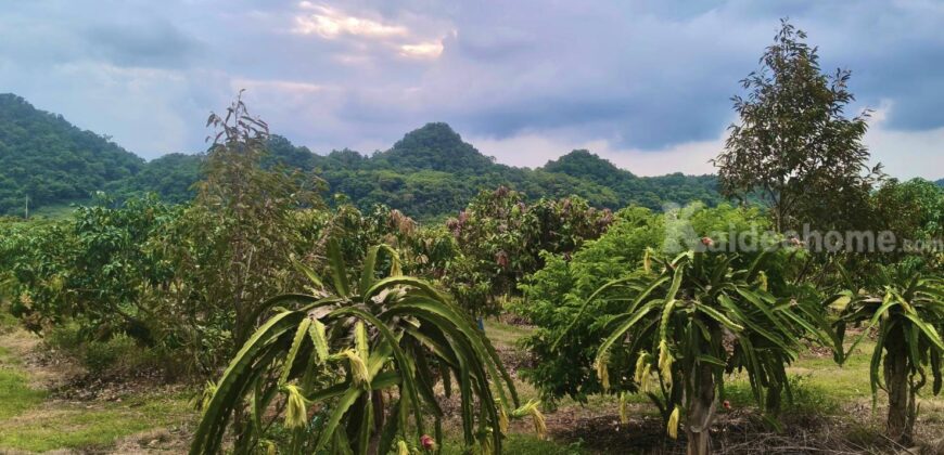 ขายที่สวนผลไม้คลองม่วง ปากช่อง นครราชสีมา ที่สวนมะม่วง ทุเรียน 29 ไร่ ขายถูกไร่ละ 1.7 ล้าน แปลงสวย วิวเขาสวยมาก ใกล้ภูเขา วัดถ้ำสันติธรรม โฉนดครุฑแดง มีผลไม้หลายอย่าง เก็บผลผลิตตัดขายทุกปี 087-9074045