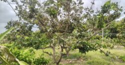 ขายที่สวนผลไม้คลองม่วง ปากช่อง นครราชสีมา ที่สวนมะม่วง ทุเรียน 29 ไร่ ขายถูกไร่ละ 1.7 ล้าน แปลงสวย วิวเขาสวยมาก ใกล้ภูเขา วัดถ้ำสันติธรรม โฉนดครุฑแดง มีผลไม้หลายอย่าง เก็บผลผลิตตัดขายทุกปี 087-9074045