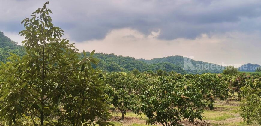 ขายที่สวนผลไม้คลองม่วง ปากช่อง นครราชสีมา ที่สวนมะม่วง ทุเรียน 29 ไร่ ขายถูกไร่ละ 1.7 ล้าน แปลงสวย วิวเขาสวยมาก ใกล้ภูเขา วัดถ้ำสันติธรรม โฉนดครุฑแดง มีผลไม้หลายอย่าง เก็บผลผลิตตัดขายทุกปี 087-9074045