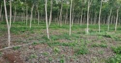 ขายบ้านพร้อมสวนยางพารา ทำเลทอง แหลมงอบ ตราด 13-0-59.8 ไร่