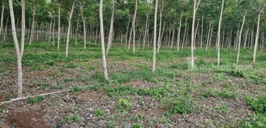 ขายบ้านพร้อมสวนยางพารา ทำเลทอง แหลมงอบ ตราด 13-0-59.8 ไร่