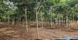 ขายบ้านพร้อมสวนยางพารา ทำเลทอง แหลมงอบ ตราด 13-0-59.8 ไร่