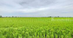 ที่ดินเปล่า 11-1-24 ไร่ คลองนิยมยาตรา บางบ่อ สมุทรปราการ