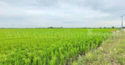 ที่ดินเปล่า 11-1-24 ไร่ คลองนิยมยาตรา บางบ่อ สมุทรปราการ