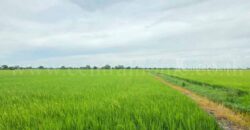 ที่ดินเปล่า 11-1-24 ไร่ คลองนิยมยาตรา บางบ่อ สมุทรปราการ