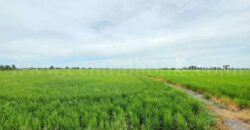 ที่ดินเปล่า 11-1-24 ไร่ คลองนิยมยาตรา บางบ่อ สมุทรปราการ