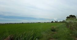 ขายที่ดินติดถนน เแปลงใหญ่สวย ติดถนนสาย 347 ปทุมธานี-บางปะหัน ต.บางประแดง อ.บางประอิน จ.พระนครศรีอยุธยา กม. 29-30 โทร 095-8299247